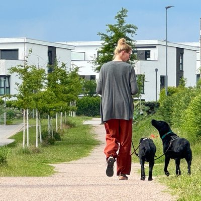 Kursbild Kurs Leinenführigkeit 2025-06-19
