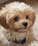 Mischa