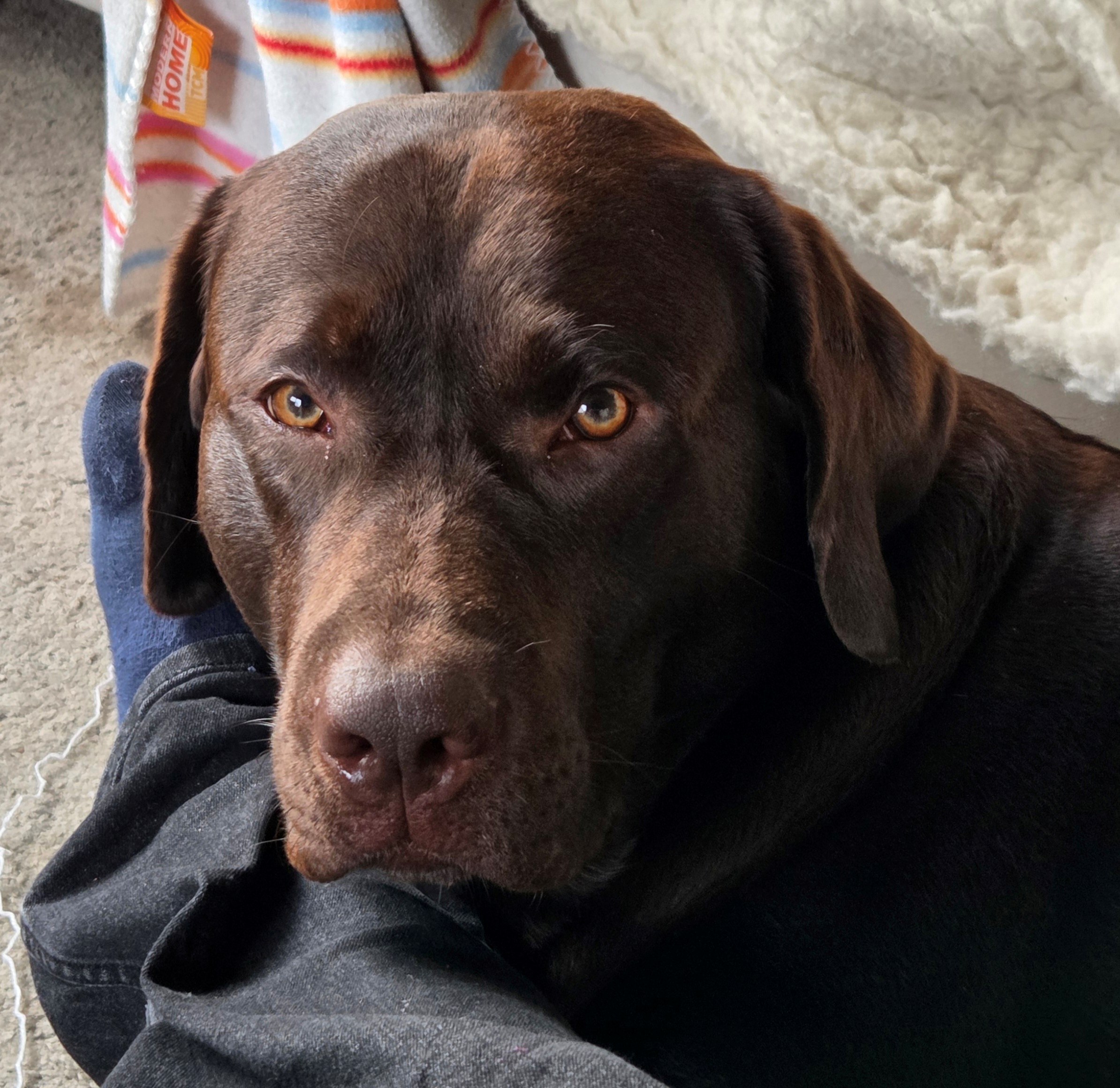 SAM