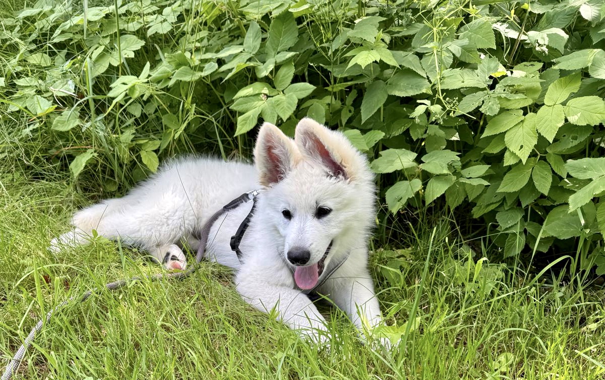 Ole (Asgard´s Ole White of Heaven Sea)
