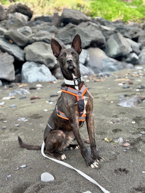 Loki