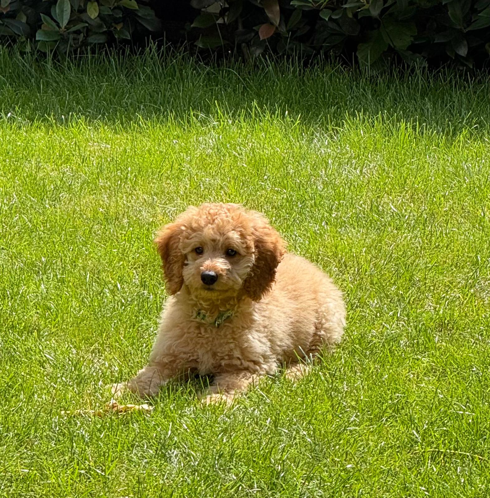 Nacho